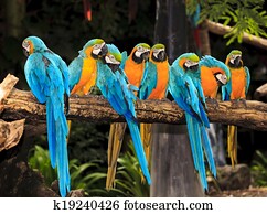 Macaw birds Macaw birds