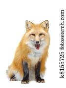 raposa vermelha, sentando