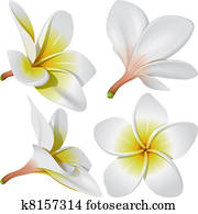 הוואיאני, שרשרת, פרחים