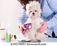 Dog grooming Dog grooming