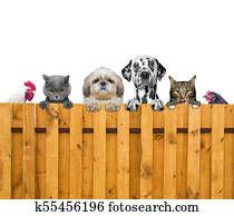 dogs, cats, chicken and cock look through a fence dogs, cats, chicken and cock look through a fence