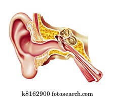 Human ear cutaway diagram. Human ear cutaway diagram.