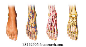 Human foot anatomy cutaway representation. Human foot anatomy cutaway representation.