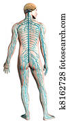 Human nervous system diagram. Human nervous system diagram.