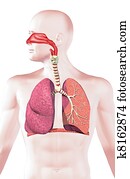 Human respiratory system, cross section. Human respiratory system, cross section.