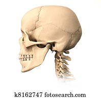 Human skull, side view.