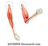 humano, brazos, anatomía, diagrama, actuación, huesos, y, músculos, mientras, flexing., 2, d, ilustración digital, blanco, fondo.