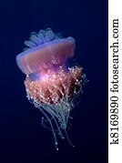 Jellyfish Jellyfish