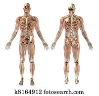 macho, esqueleto, com, semi-transparente, músculos