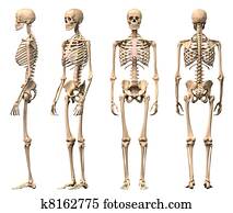 Male Human skeleton, four views, front, back, side and perspective. Scientifically correct, photorealistic 3-D rendering. Clipping path included. Male Human skeleton, four views, front, back, side and perspective. Scientifically correct, photorealistic 3-D rendering. Clipping path included.