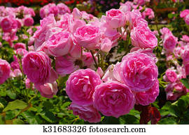 Rose Rose