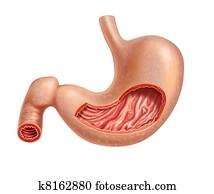 Stomach human cross section. Stomach human cross section.