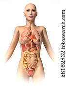 Woman body  with interior organs superimposed.