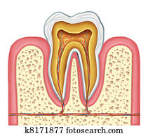 Anatomy of a healthy human tooth Anatomy of a healthy human tooth