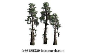 Bald Cypress tree cluster on white background Bald Cypress tree cluster on white background