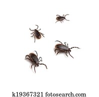 Deer Tick Deer Tick