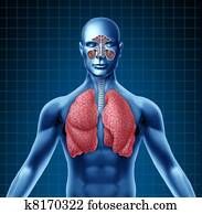 human, sinus, e, sistema respiratório