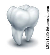 Human tooth Human tooth