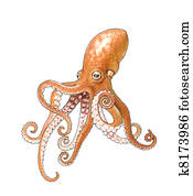 octopus octopus