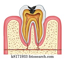 Tooth inner anatomy of a cavity Tooth inner anatomy of a cavity