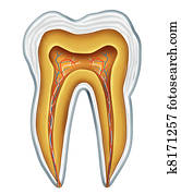 Tooth medical anatomy