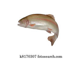 Trout, salmon Trout, salmon