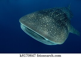 Whale shark in Seychelles Whale shark in Seychelles