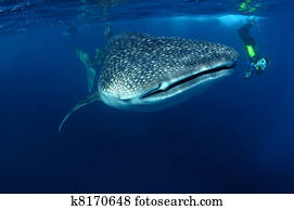 Whaleshark & snorkeller Whaleshark & snorkeller