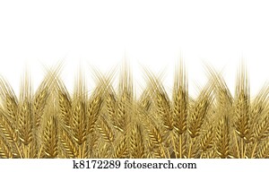 אסיף של חיטה, אופק