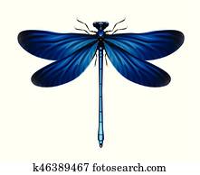 Calopteryx Virgo dragonfly Calopteryx Virgo dragonfly