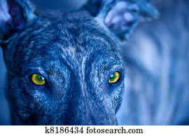 Dog Eyes Photos | Our Top 1000+ Dog Eyes Stock Images | Fotosearch