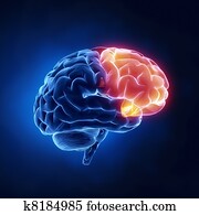 Frontal lobe - Human brain in x-ray view Frontal lobe - Human brain in x-ray view