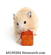 Hamster Com Free Hamster Com Free