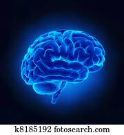  Human brain in x-ray view