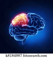 Parietal lobe - Human brain in x-ray view Parietal lobe - Human brain in x-ray view