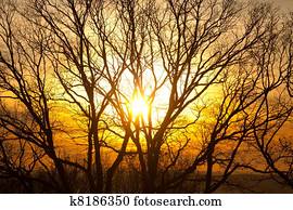 sunset through trees sunset through trees