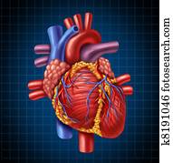 Human Heart Anatomy Human Heart Anatomy