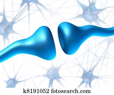 Synapse and Neuron Receptors Synapse and Neuron Receptors