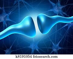Synapse and Neurons Synapse and Neurons