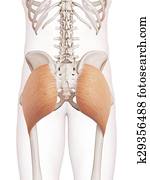 The gluteus maximus The gluteus maximus