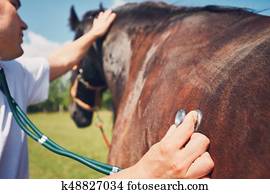 Veterinarian on the farm Veterinarian on the farm