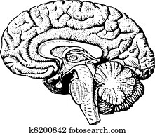 Human brain Human brain