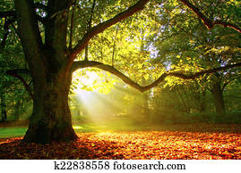 poderoso, árvore carvalho