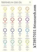 Terpenes in CBD Oil with Structural Formulas vertical business infographic Terpenes in CBD Oil with Structural Formulas vertical business infographic