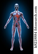 Human Blood Circulation Human Blood Circulation