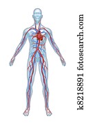 Human Cardiovascular System
