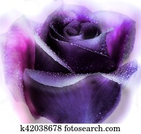purple rose purple rose