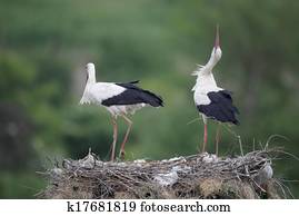 White stork, Ciconia ciconia