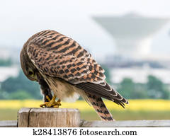 Wildlife in the City