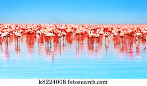 African flamingos African flamingos